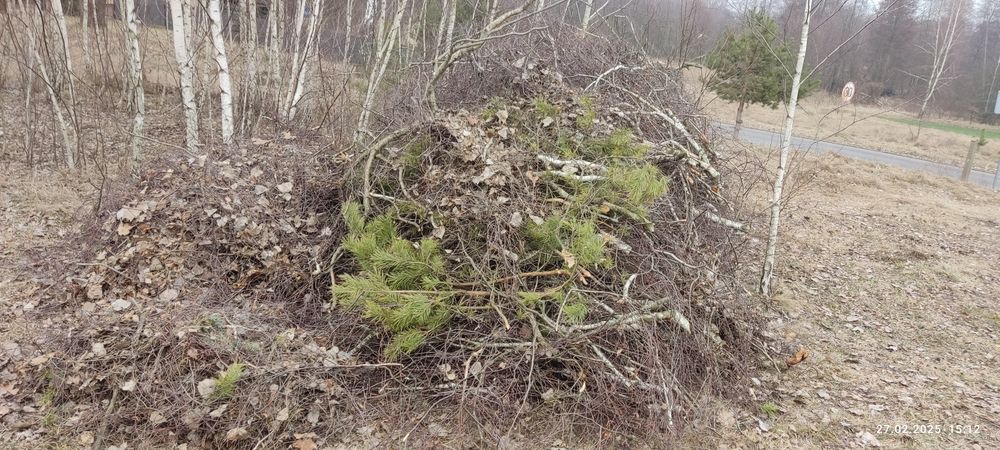 Oddam gałęzie za darmo