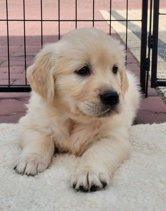 Golden Retriever szczeniak