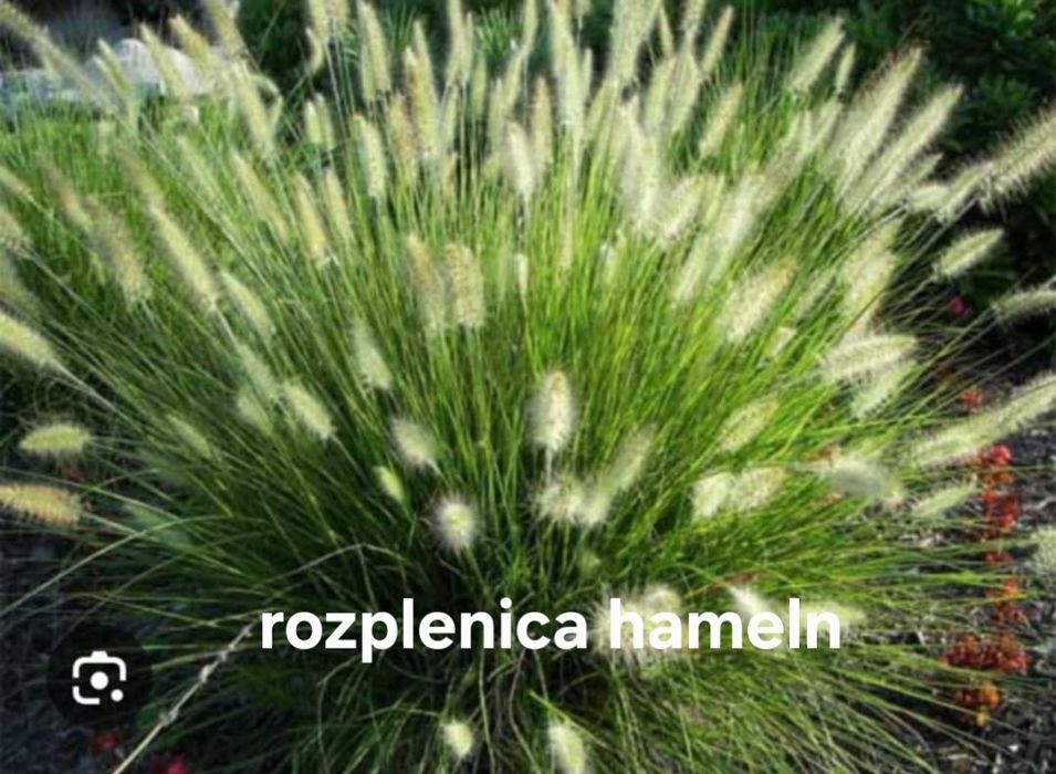 Trawy ozdobne  zapraszam do zakupu