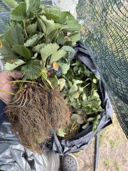 Копанка полуниці'касета'розсада