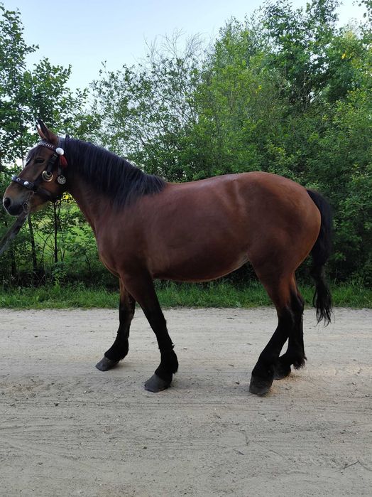 Sprzedam klacz