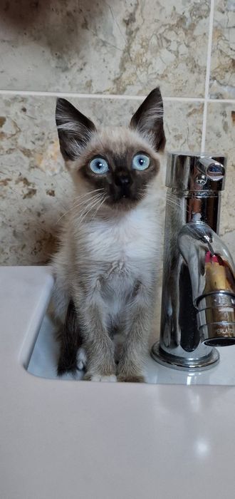 Nininha-  gata bebé para adoção responsável