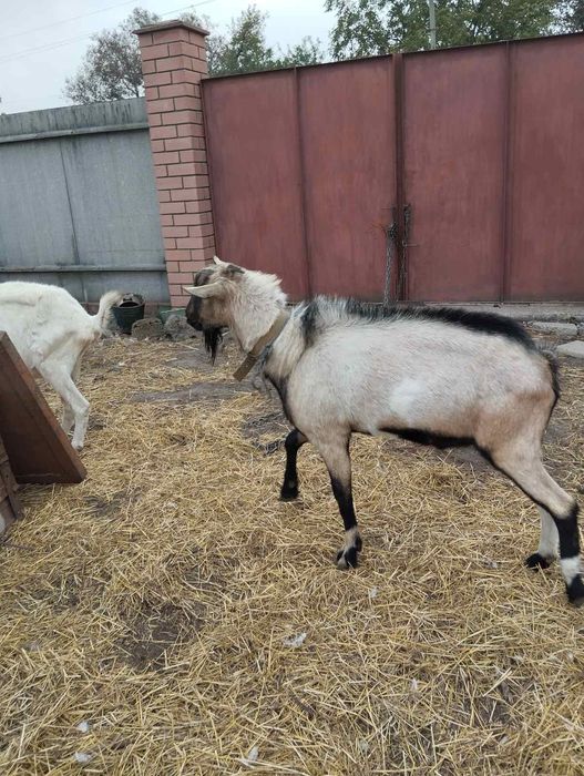 Козел альпийский для вязки