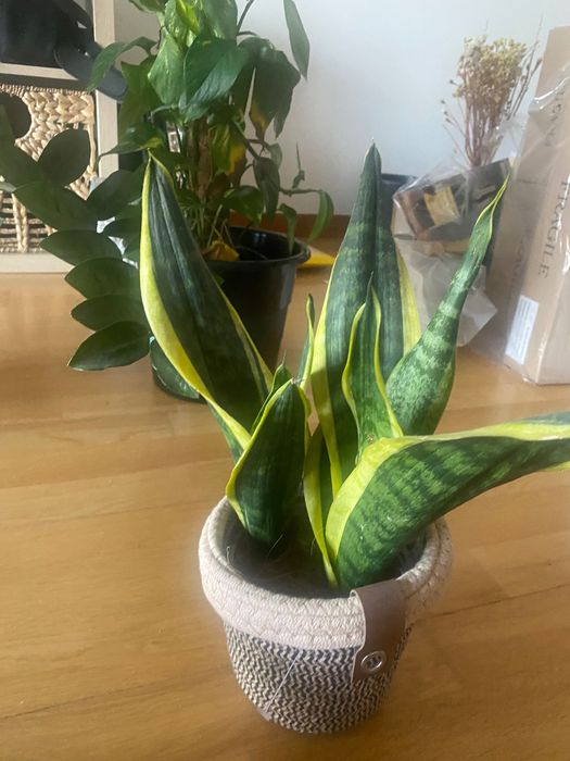 4 house plants cheap!