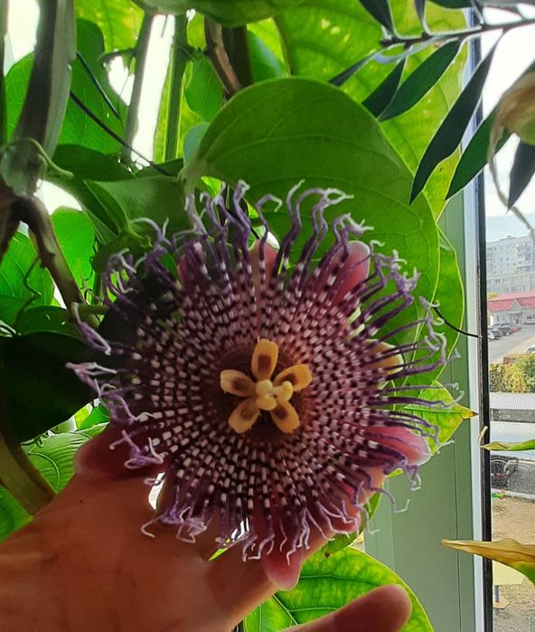 Passiflora Quadrangularis пассифлора квадрангуларис

Сорт предположите