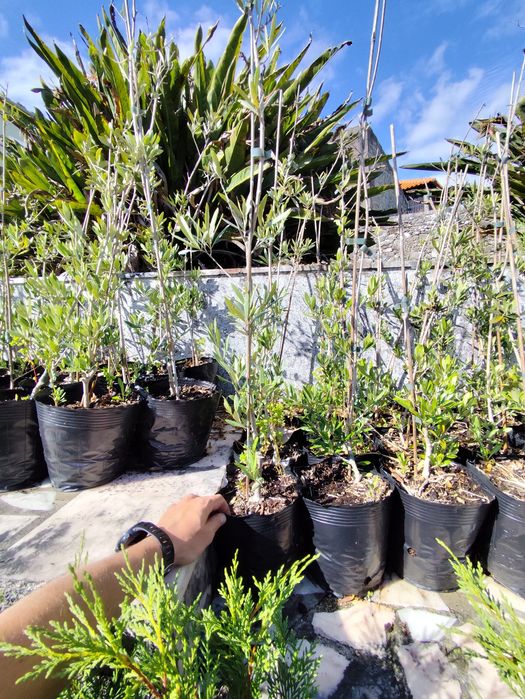 Oliveiras galegas e picual