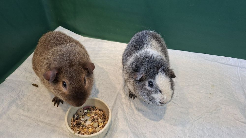 Морські свинки тедді 2 мурчак