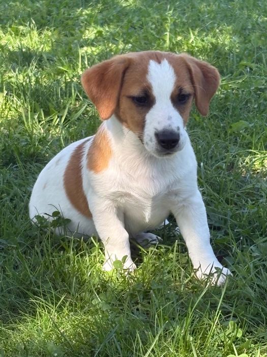 Jack Russell Terrier –  suczka Jagoda