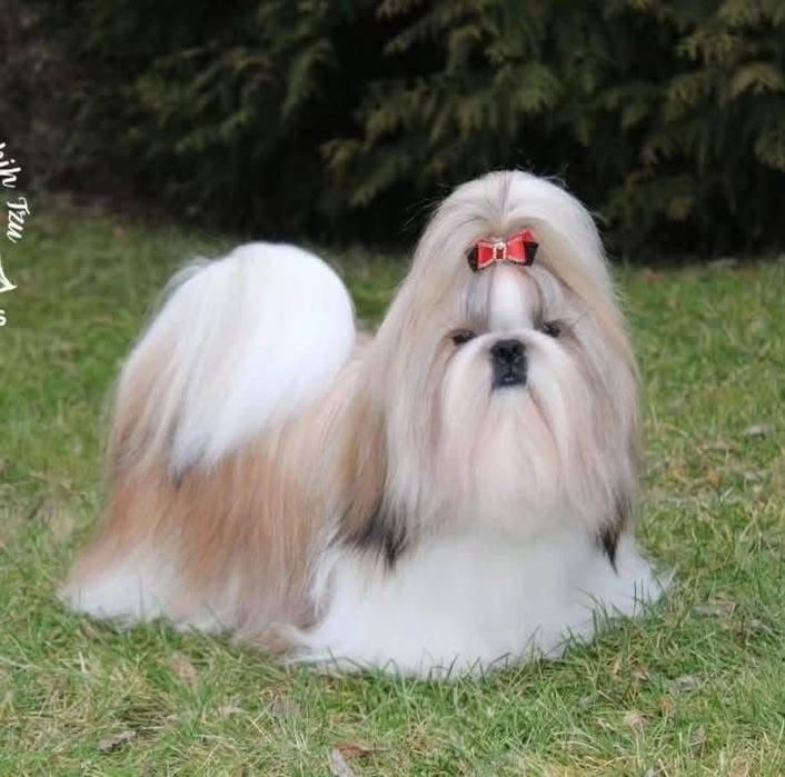 Szczeniaczek Shih Tzu