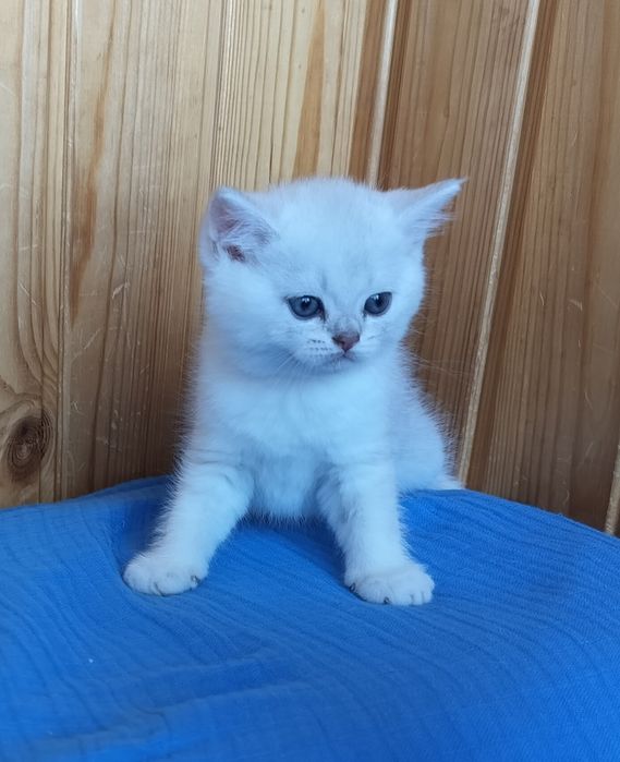 Біленький хлопчик маленький