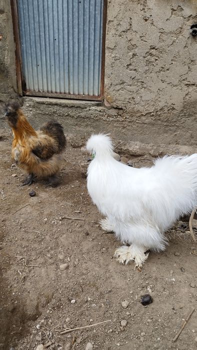 Ovos de Sedosas do Japão