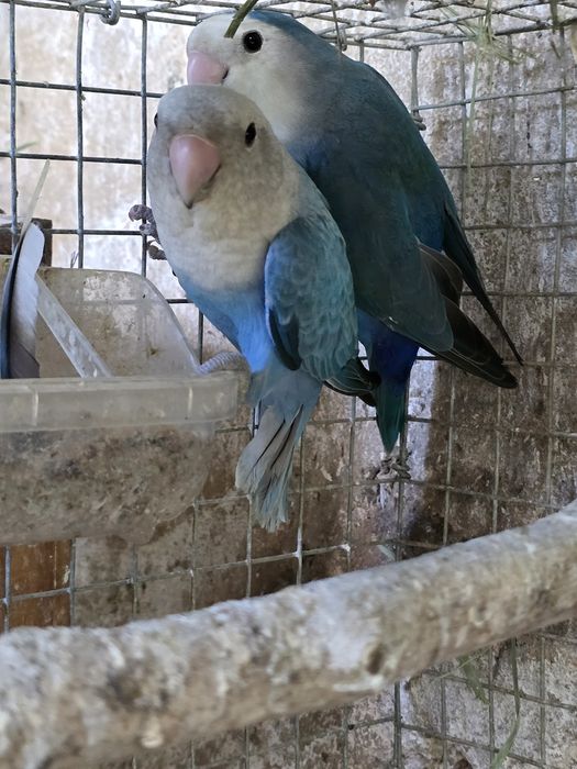 Agapornis Roseicollis Longfeather