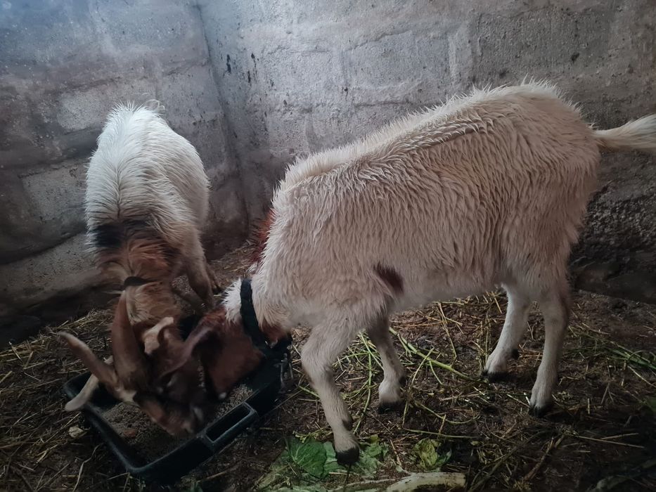 Cabras Cruzadas mansas