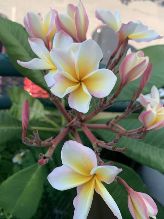 Plumérias (Frangipani) – Várias Cores de Flor