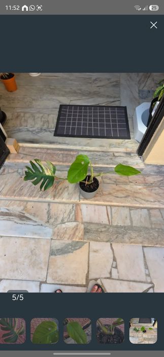Planta Monstera Aurea variegata