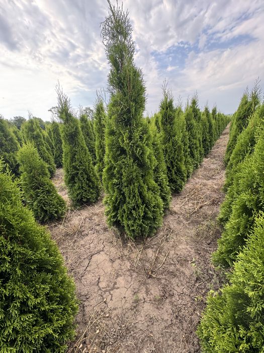 Продам тую Смарагд Супер!