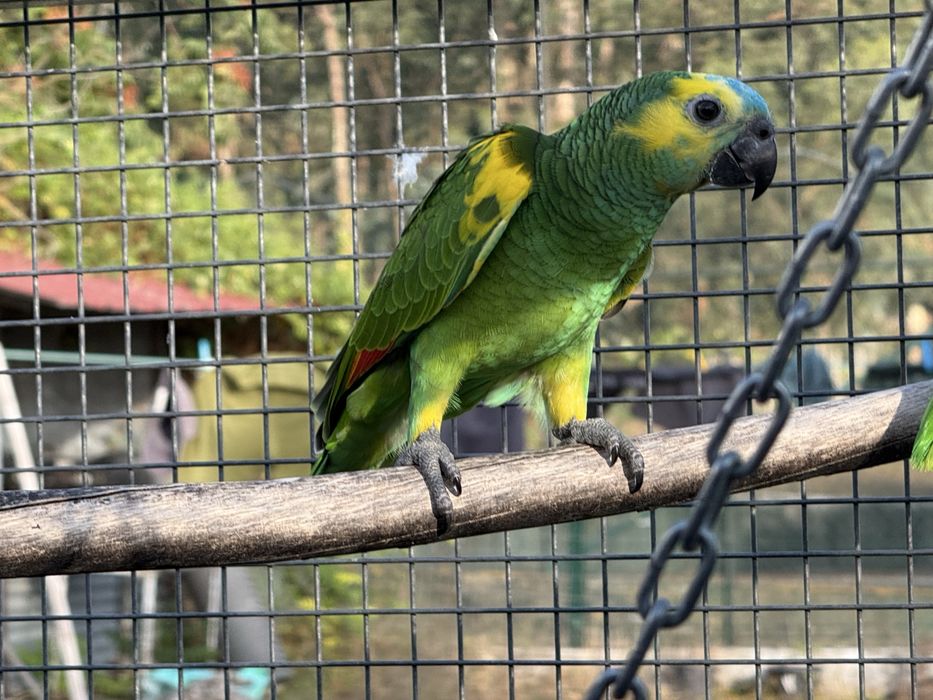 Amazona Aestiva Xanthopteryx