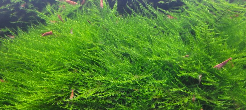 Mech akwariowy - Mega porcja