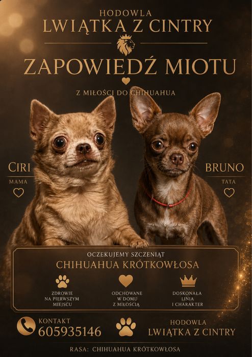 Chichuhaua dlugo wlosa pies izabelowy