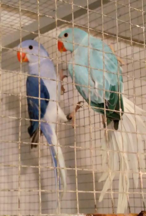 Aleksandretta obrona G.O/ Opalin aleksandretty