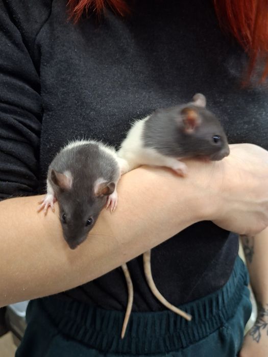 Szczurki,  szczury dziewczyny ur.03.01.26