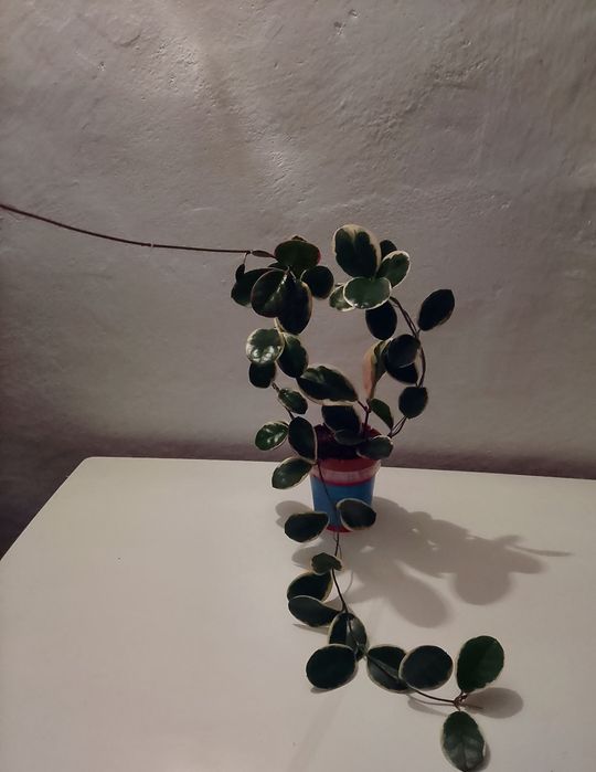 Hoya hoja syngonium mohito Red spot tricolor varie bondie monstera