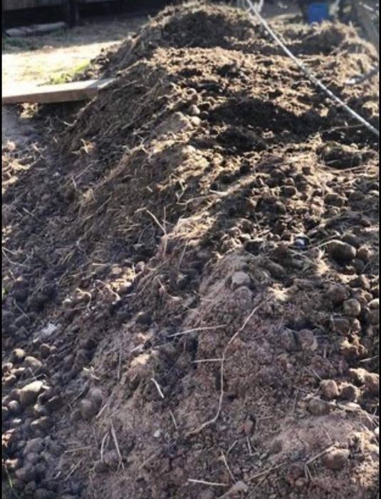 Dou estrume de cavalo