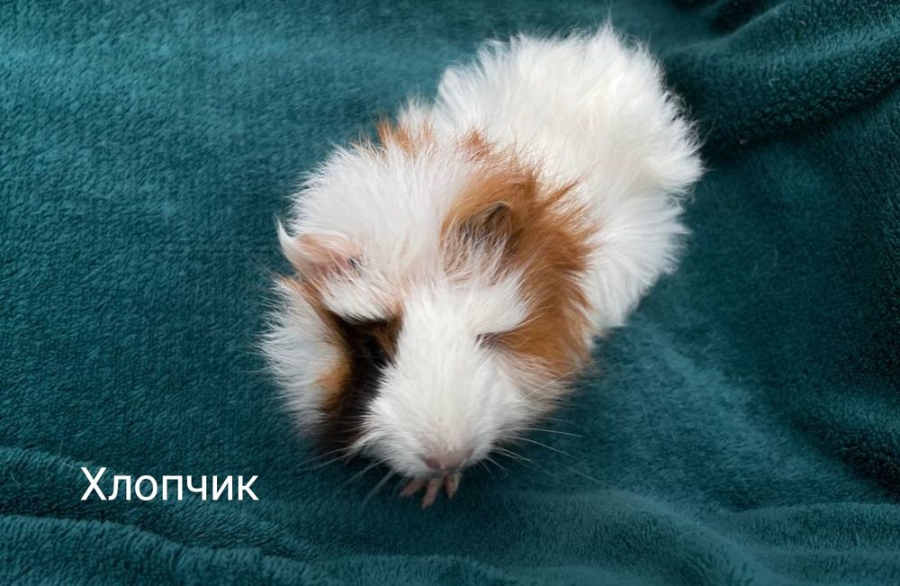 Морські свинки роздріб та гурт