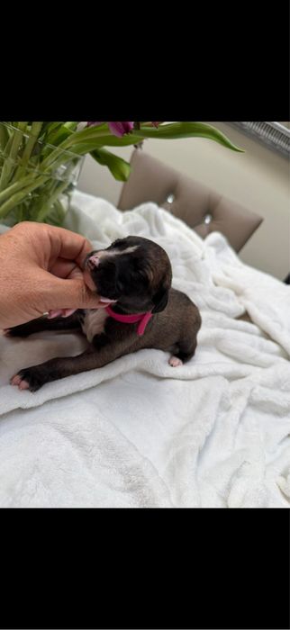 Whippet chart suczka