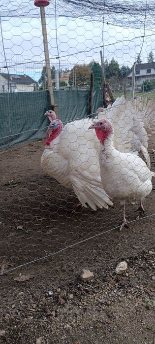 Casal de perus Brancos 2025