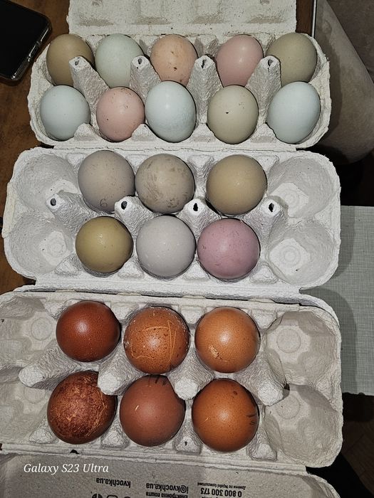 Циплята мікс з кольорового яйця