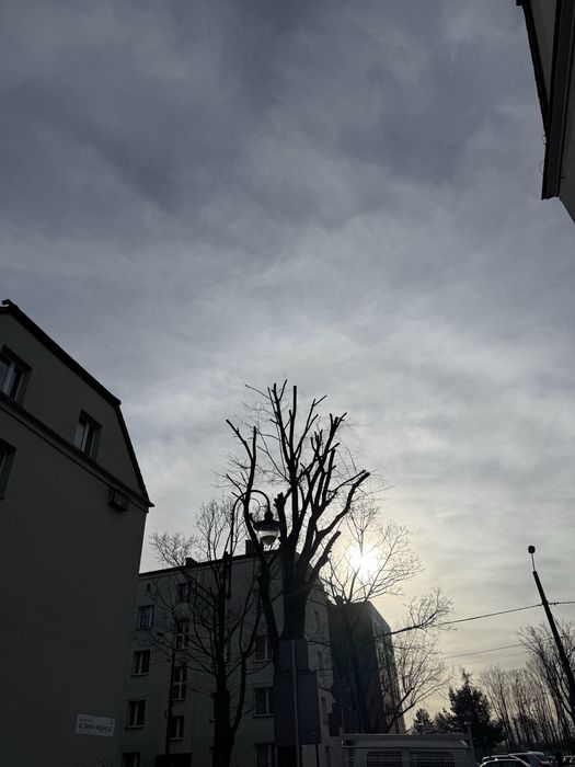 Wycinka drzew i krzewów/ przycinanie koron drzew