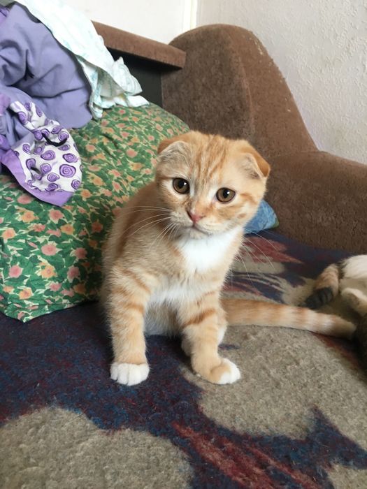 Скоттиш фолд-страйт