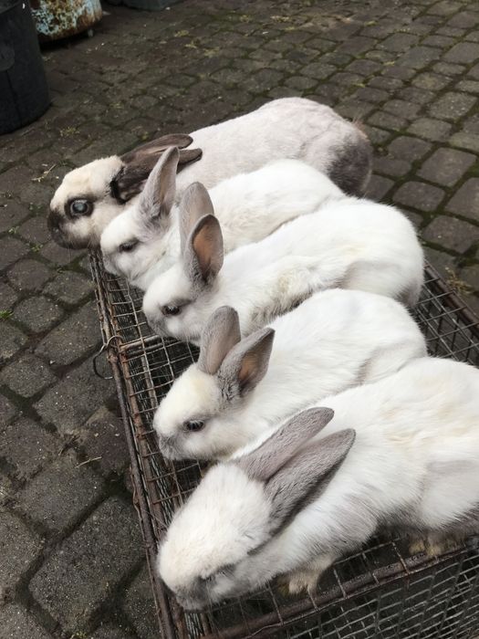 Кролі породи саландер