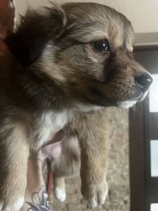 Oddan pieski po malej suczce