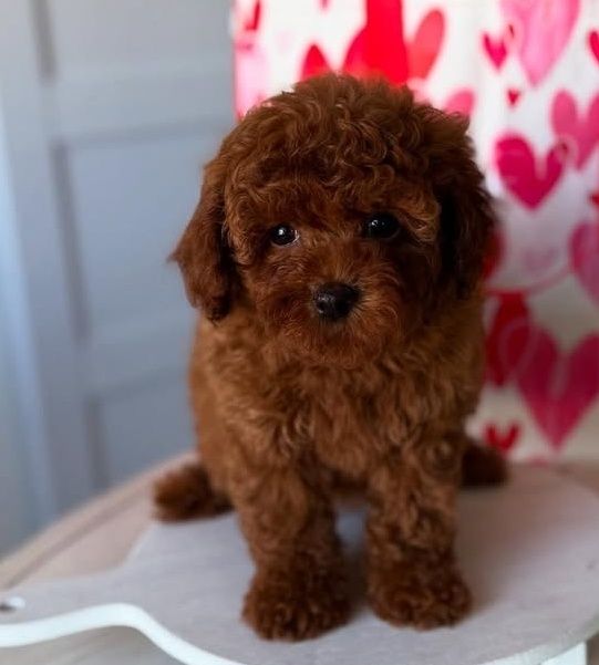 Віп малиш Ред браун .темний.кітай .