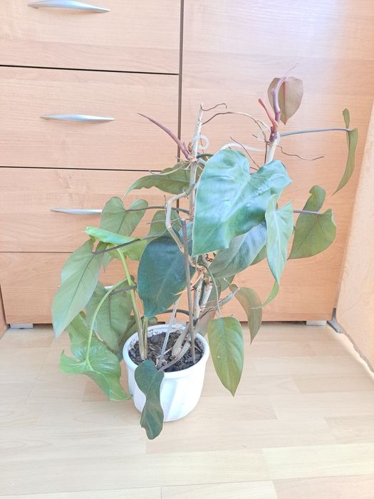 Philodendron wysoki