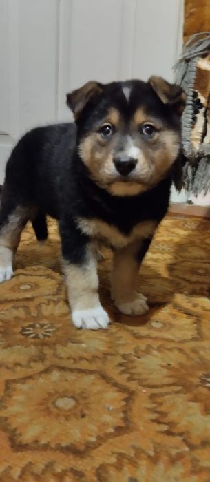 Віддам    цуценя