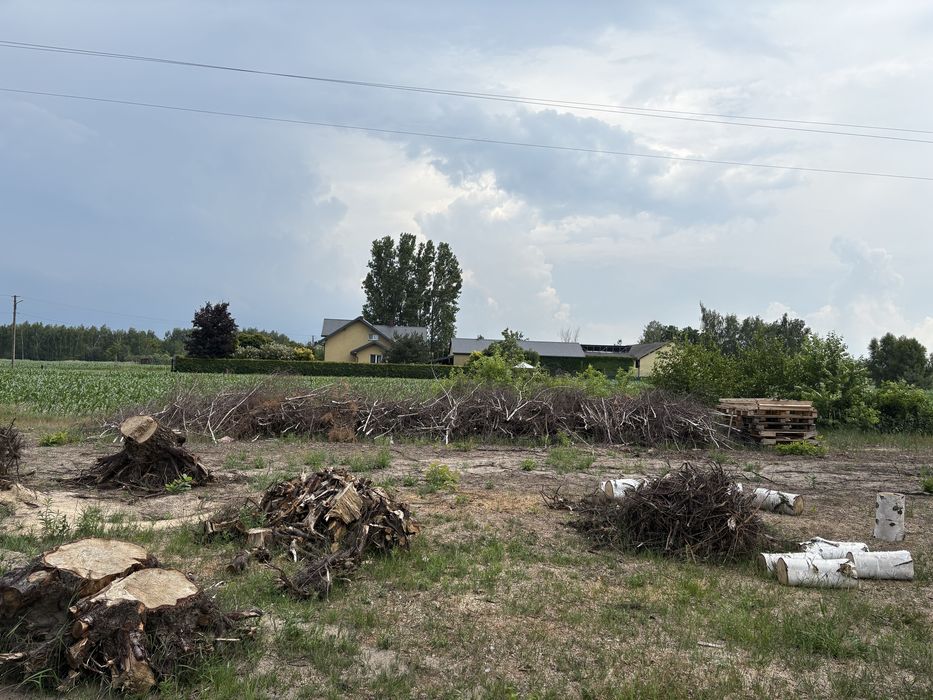 Korzenie i galezie