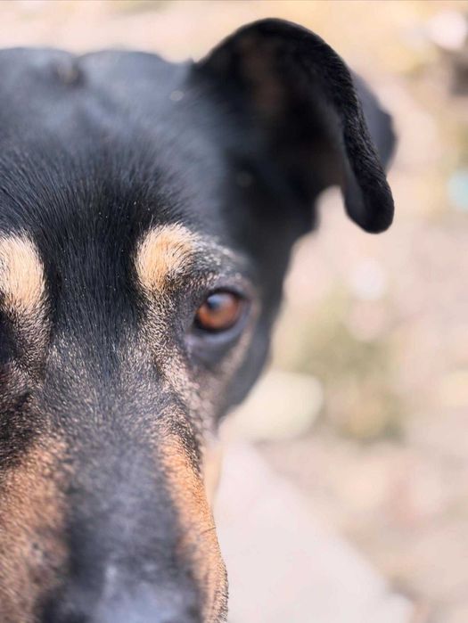 Cezar piękny molosowy pies do adopcji