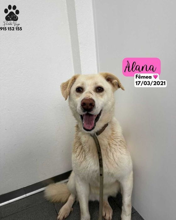 Cadela para adoçao (Alana)