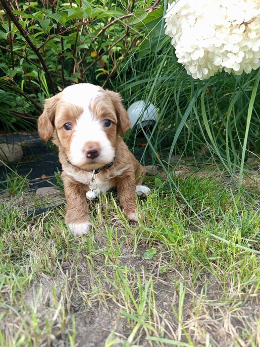 Maltipoo/Hawapoo f1 piękna dziewczynka