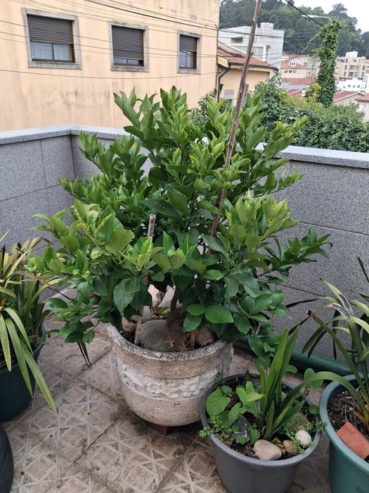 Macieira,  ameixoeira  ,figueira   pingo de mel  pêra melão .