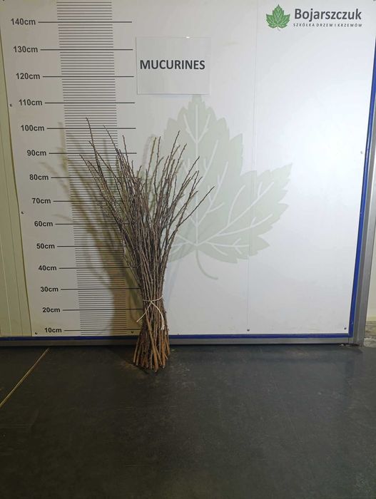 Zrazy/sztobry agrestu do szczepienia na pniu Rybes ribes  WIOSNA 2026