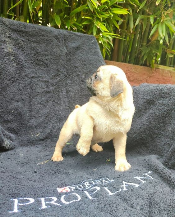 Pug Carlin com Lop