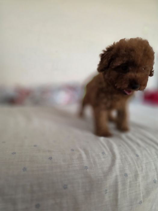 Pudel toy/mini dziewczyna  red