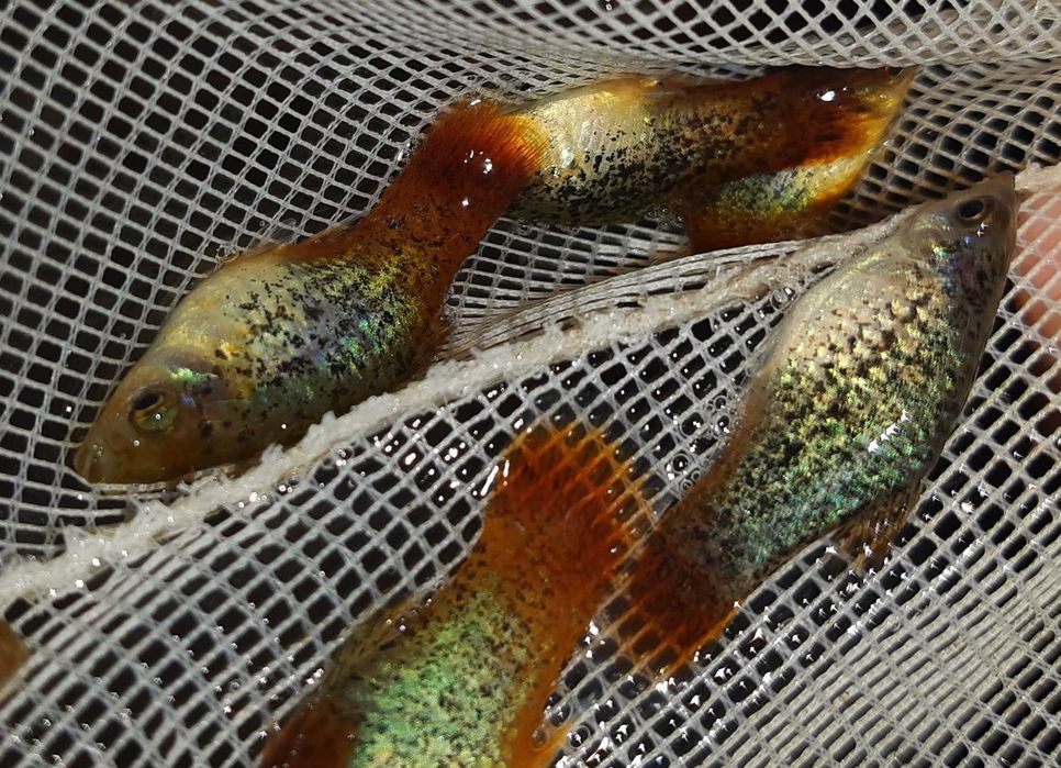 Zmienniak plamisty - Platynka - ODMIANA RAINBOW CALICO - dowóz