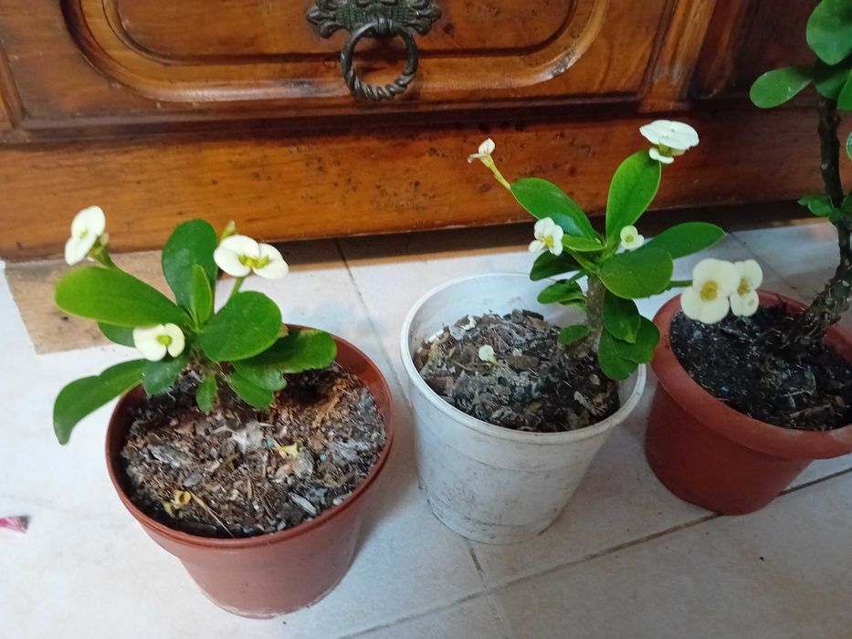 Plantas Coroa de Cristo