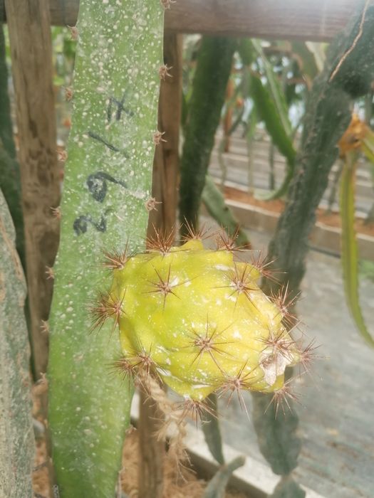 Vendo mudas de Pitayas