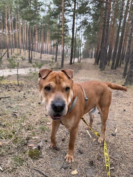 Łolli w typie shar peia szuka domu!